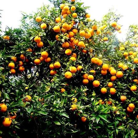 Casa Paredes לינה וארוחת בוקר 3*